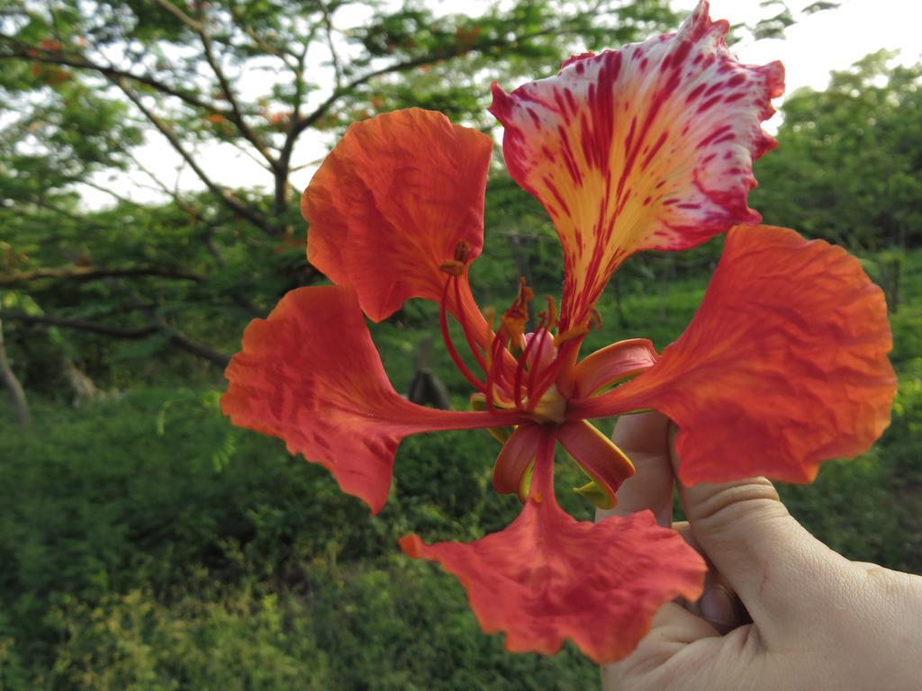 Finca La Magia Villa Ometepe ภายนอก รูปภาพ